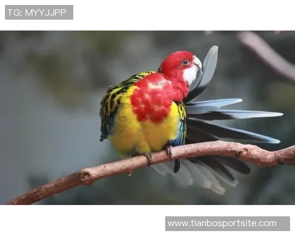 都柏林动物园为鹦鹉命名帕洛特引发热议带队杀入附加赛